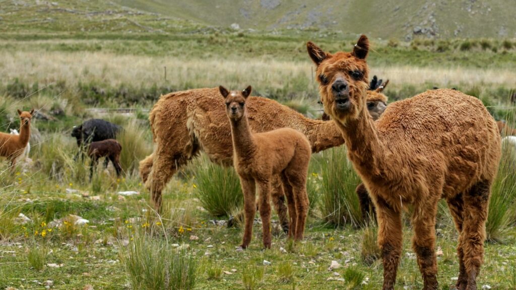 Llamas - friendlier than they look!