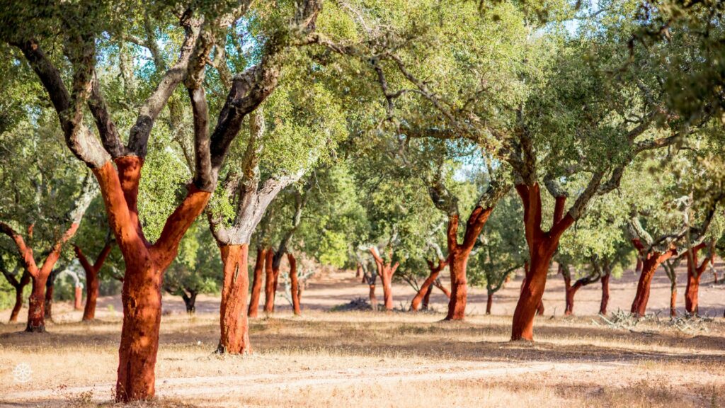 Cork Oak Trees in Portugal