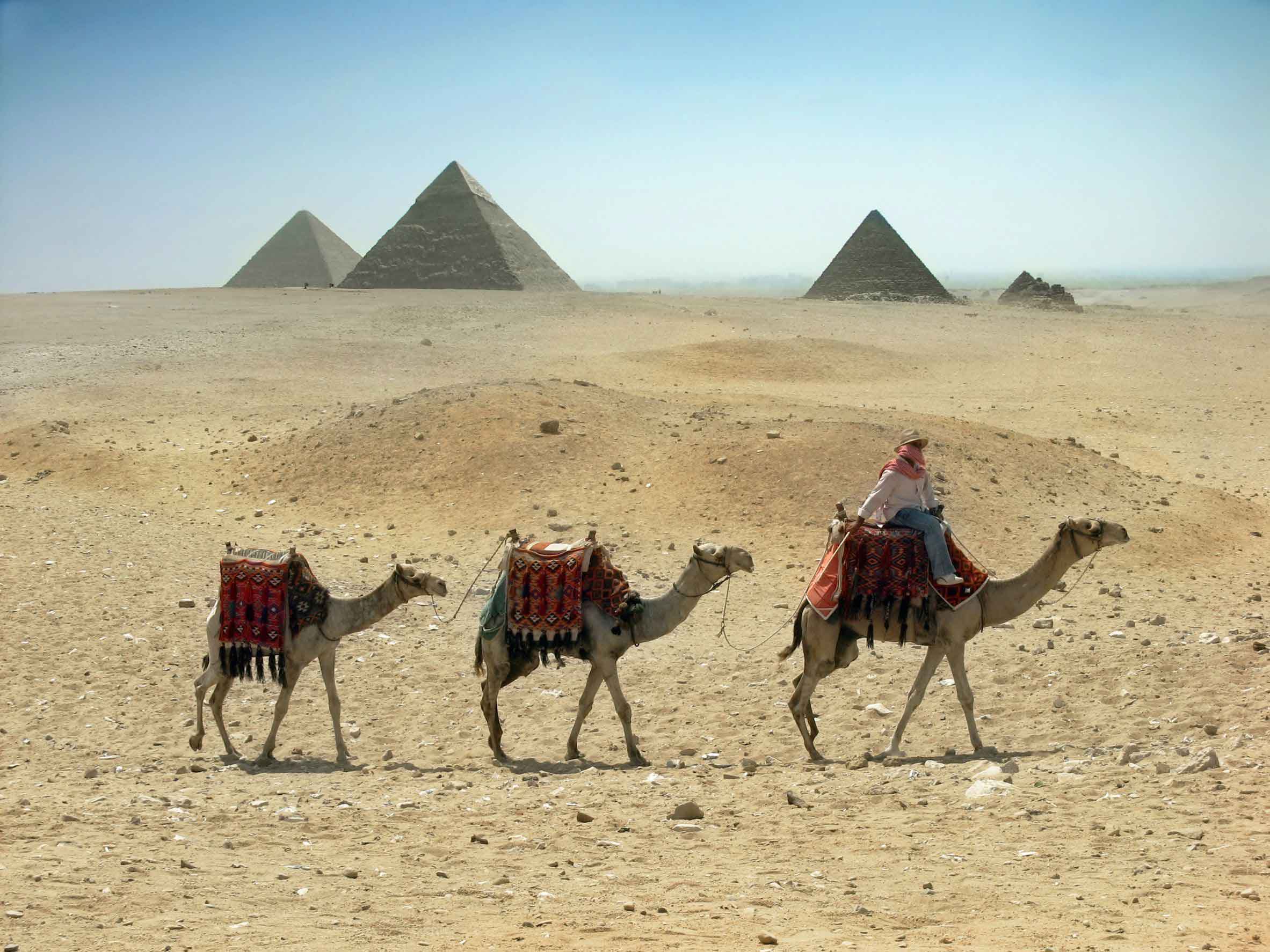 Camels in front of the Great Pyramids of Giza in Cairo, Egypt