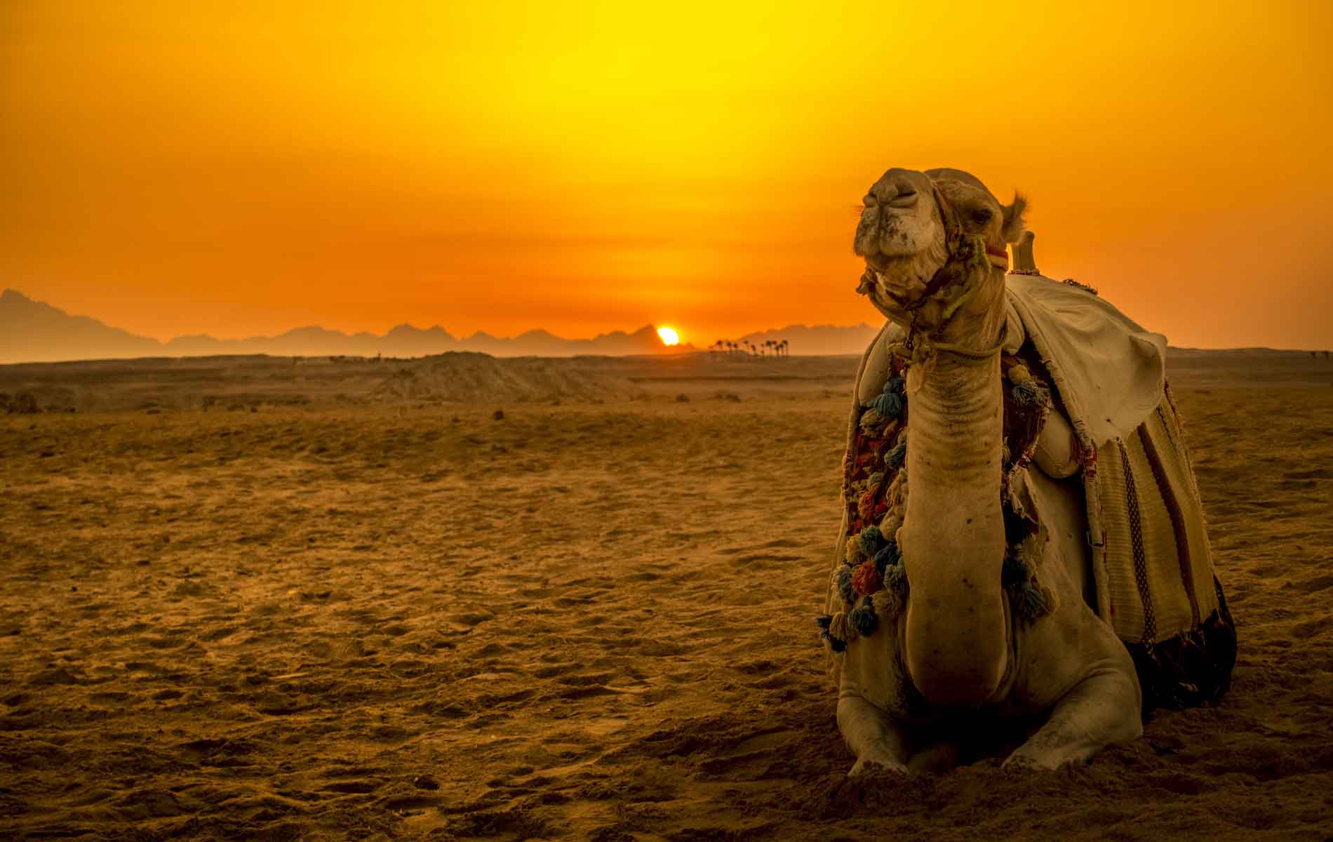 Camel in front of sunset in Hurghada, Egypt
