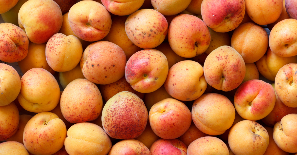 Whole orange apricots with red blush