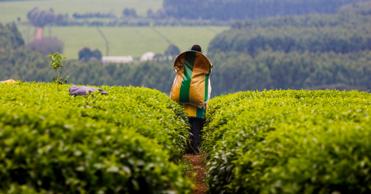 Tea harvest in Kericho, Kenya
