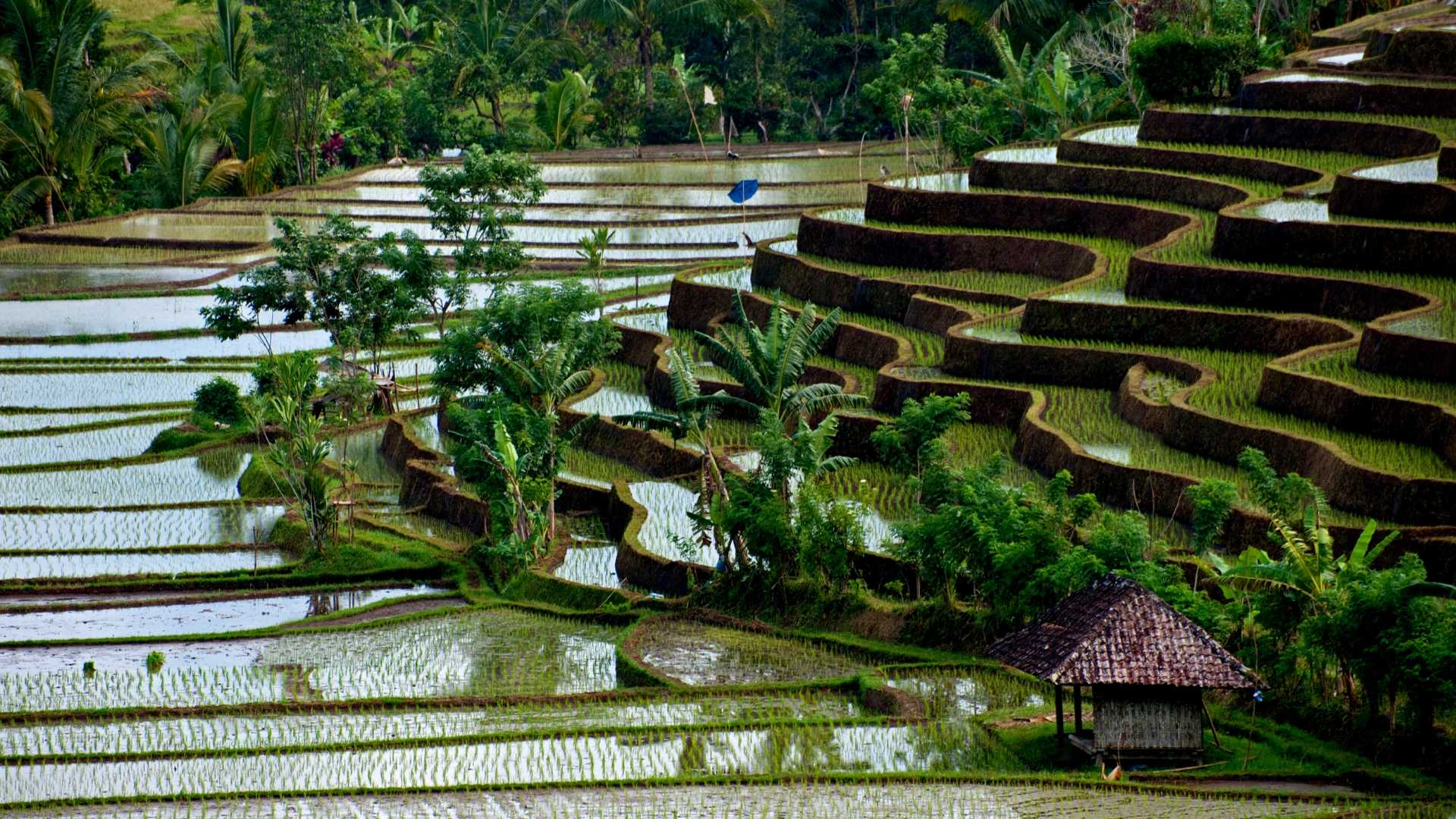 The water management system in Bali's rice paddies is known as Subak